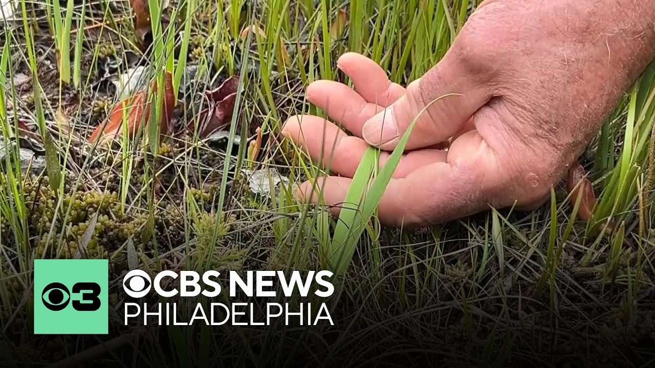 Newly identified plant is unique to New Jersey's Pine Barrens, scientist says