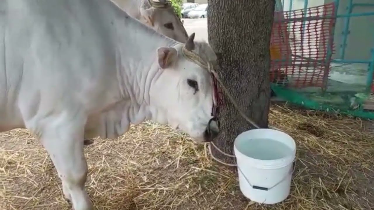 La festa di San Pardo a Larino