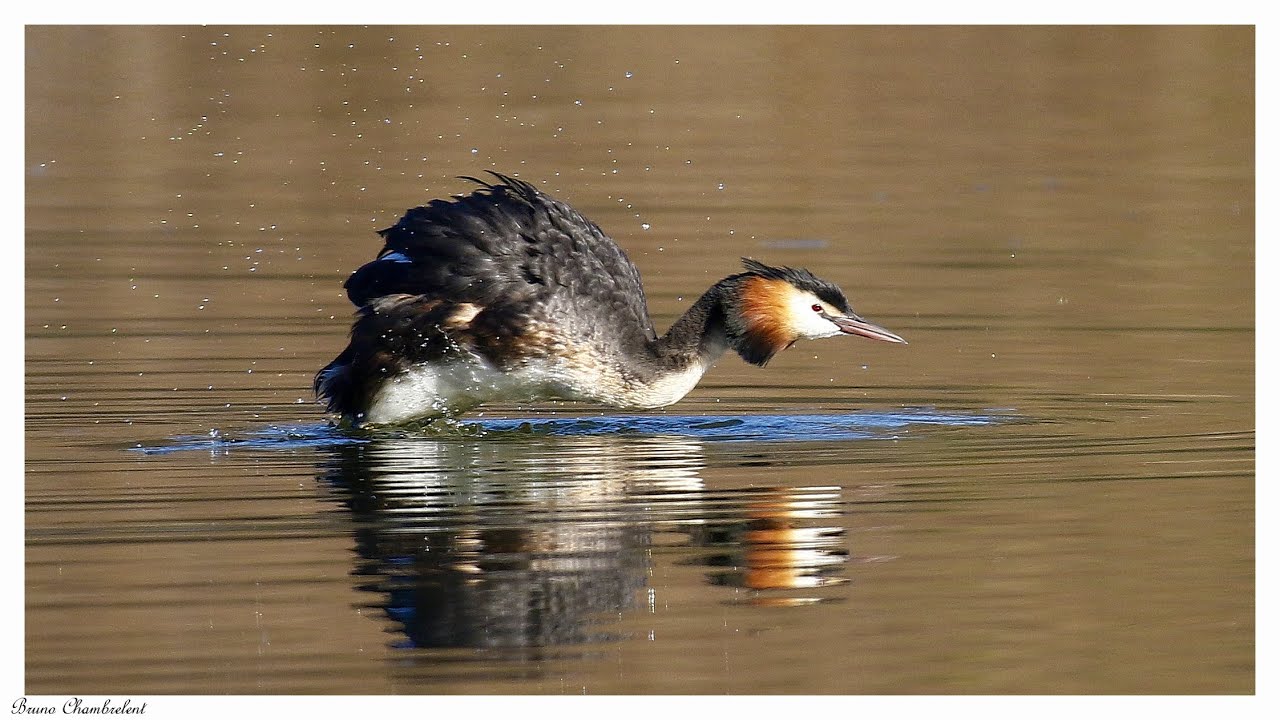 Gr&egrave;be hupp&eacute; / Podiceps cristatus /  Great crested grebe