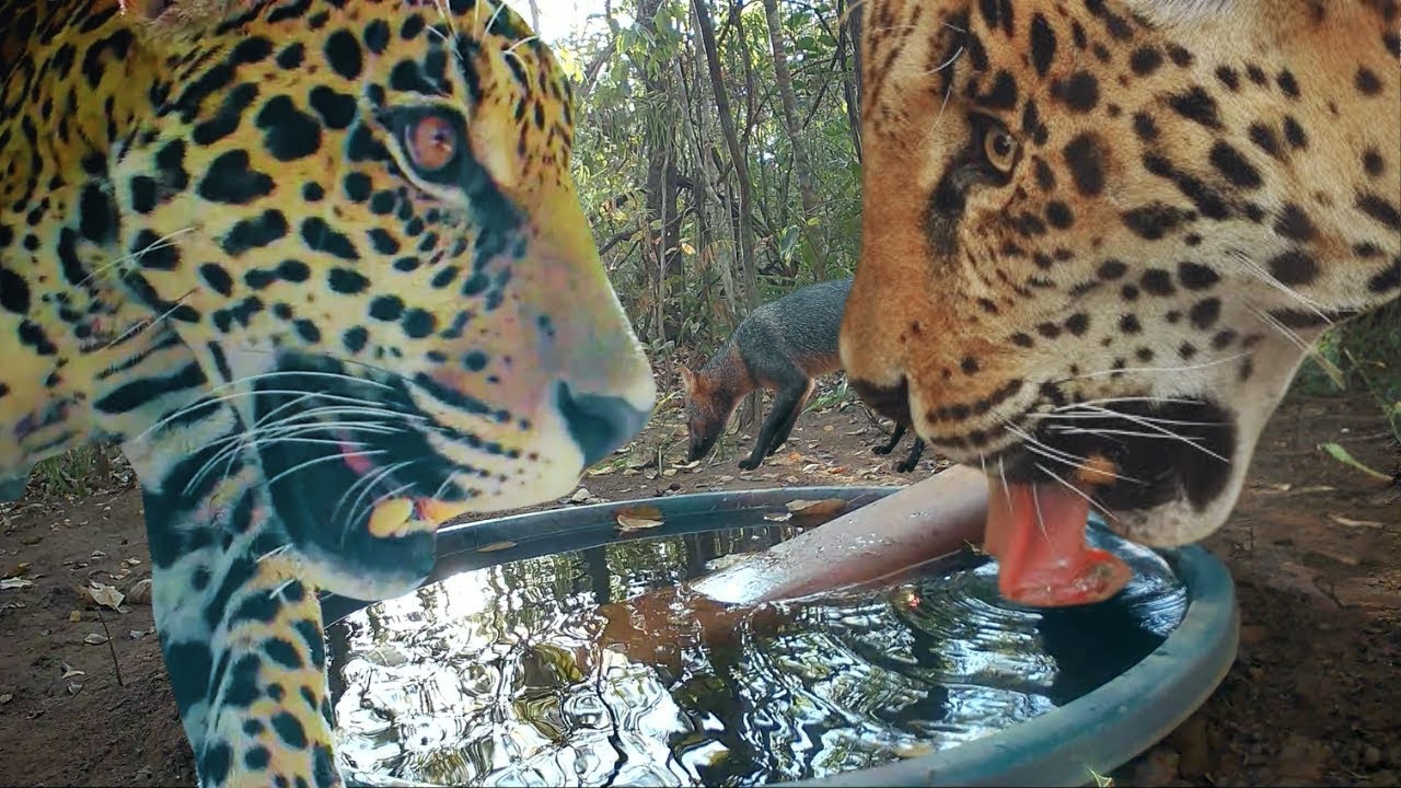 A Onça Pintada Achou o Bebedouro Instalado na Mata, e Agora?