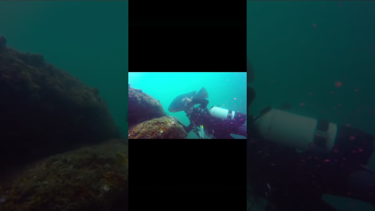 My friend Bluey! #scubadiving #adventure #australia #zeldaocarinaoftime #scuba #sydney #travelvlog