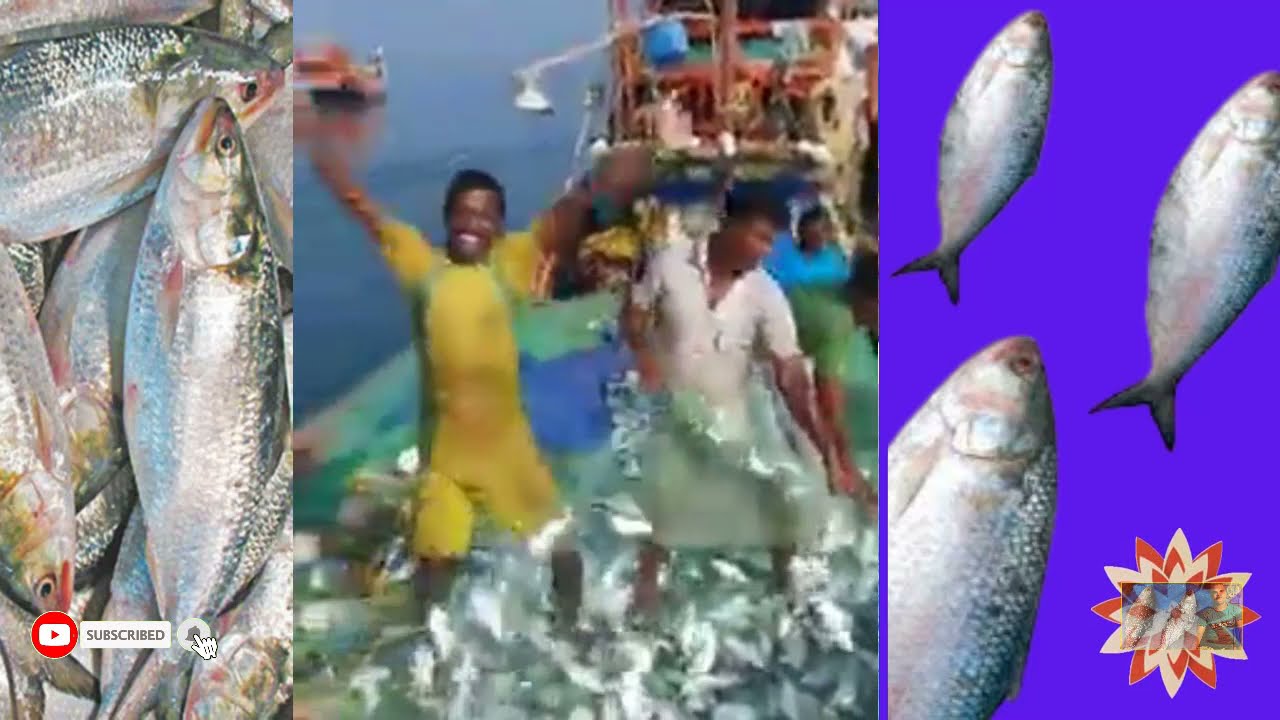 How Jatka is catching hilsa fish in the river