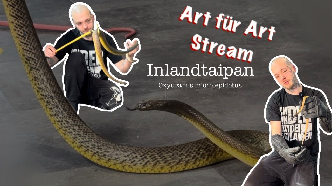 Art für Art - Oxyuranus microlepidotus
