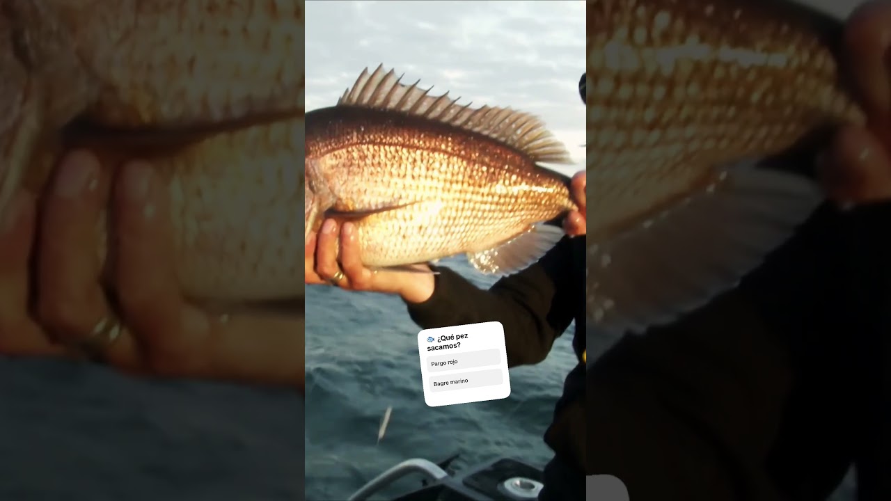 ¡Final de la historia! Pargo rojo en nuestras manos 🐟💪 (Parte 2)