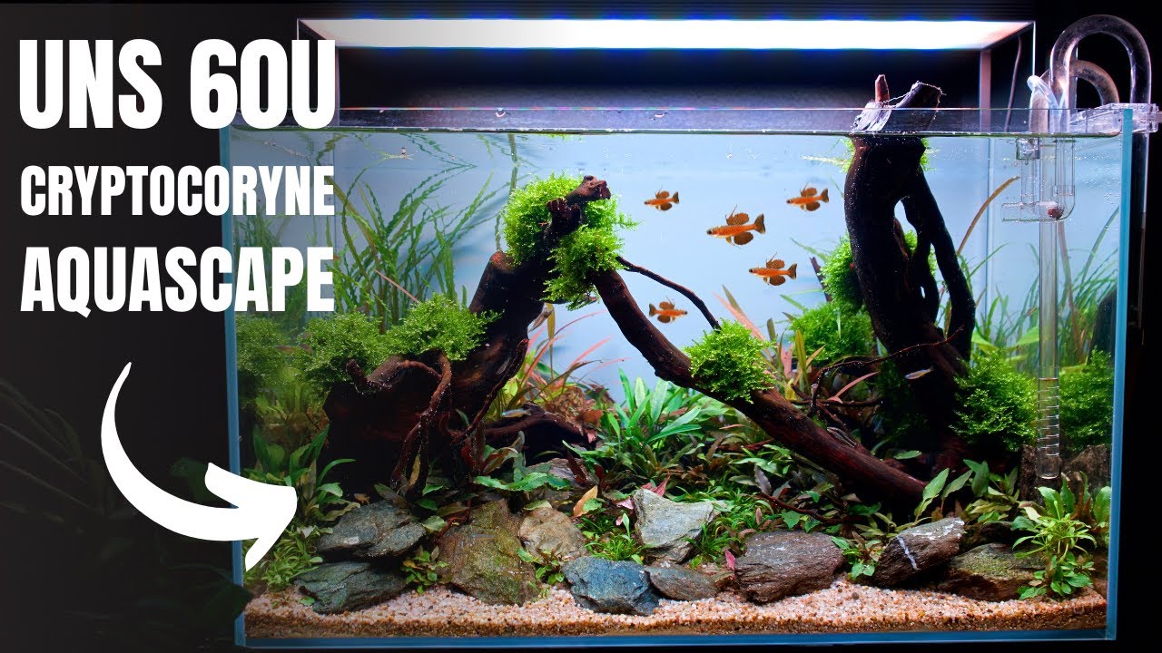 I MADE AN AQUASCAPE WITH JUST CRYPTOCORYNE