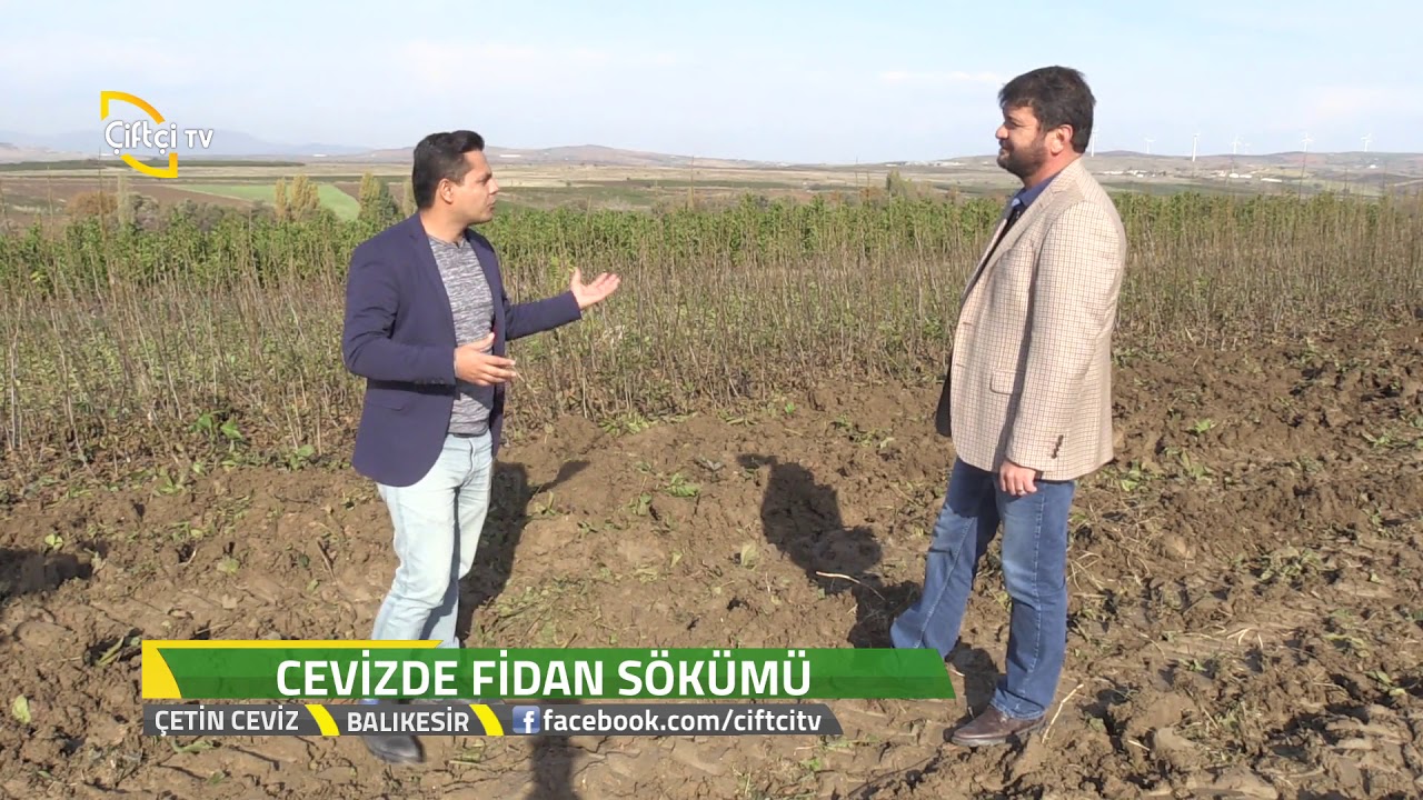 Çetin Ceviz -  Cevizde  Fidan  Sökümüyle İlgili Bilgiler .