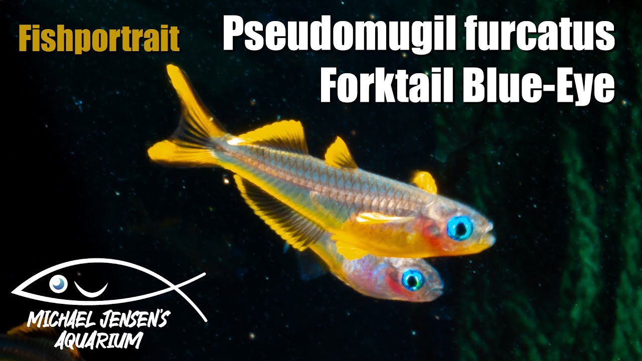 The Forktail Blue-Eye - Pseudomugil furcatus - keeping and breeding tips