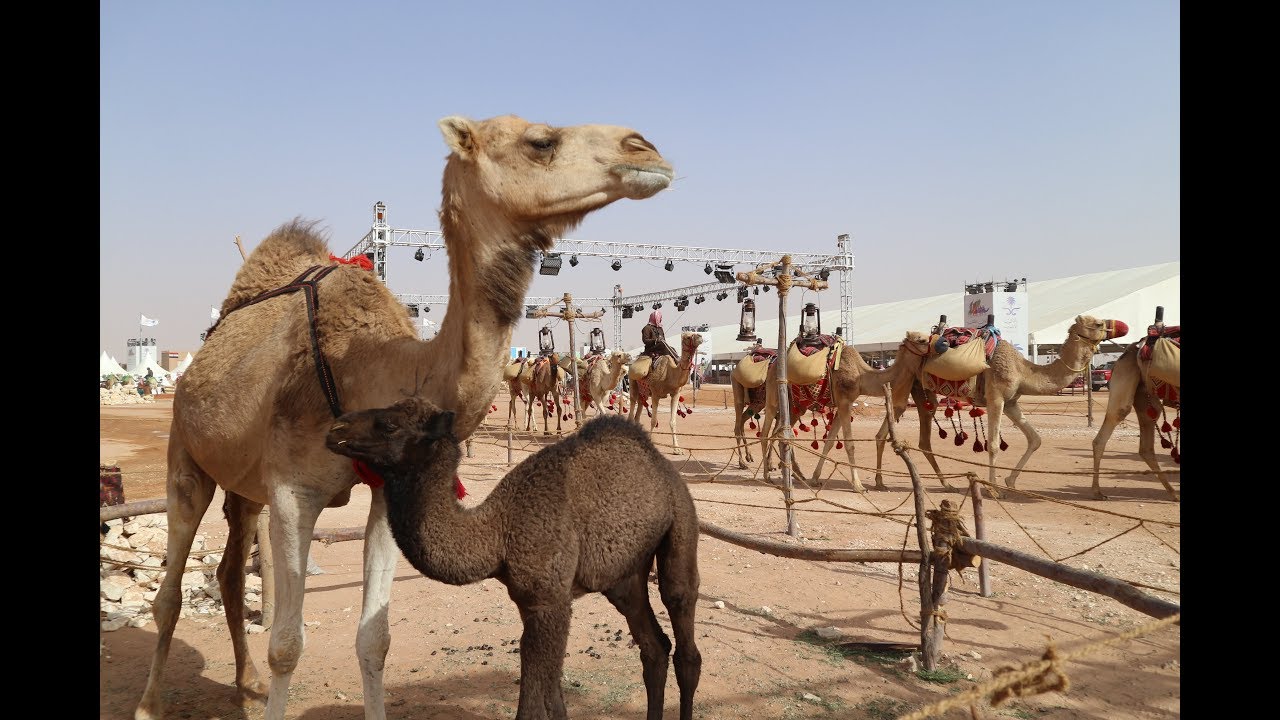 Riding Camels at King Abdulaziz Camel Festival | Saudi Arabia