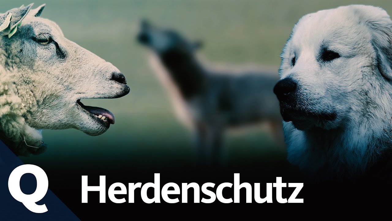 Schutz vor dem Wolf: So werden Herdenschutzhunde ausgebildet | Quarks
