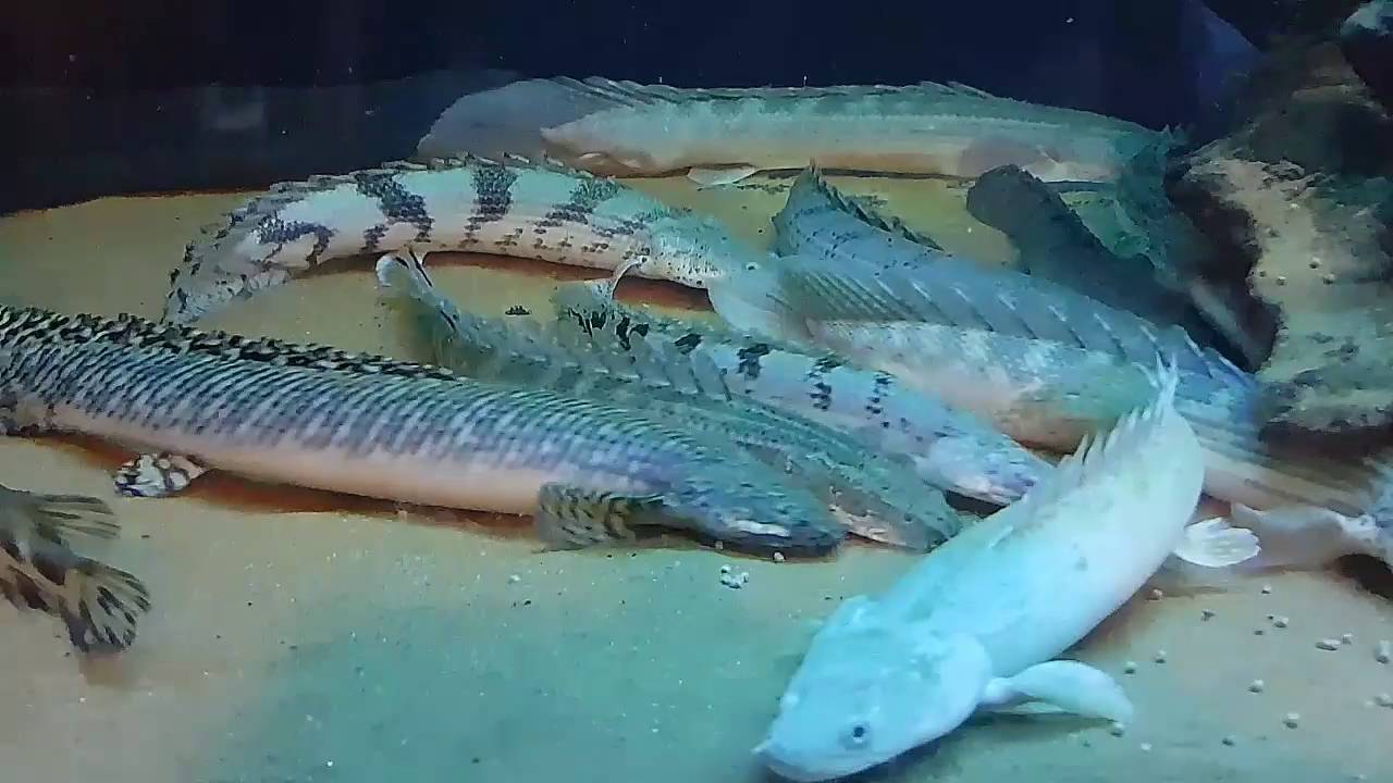 Feeding Eels, Gars, Lungfish, Bichirs & African Arowana