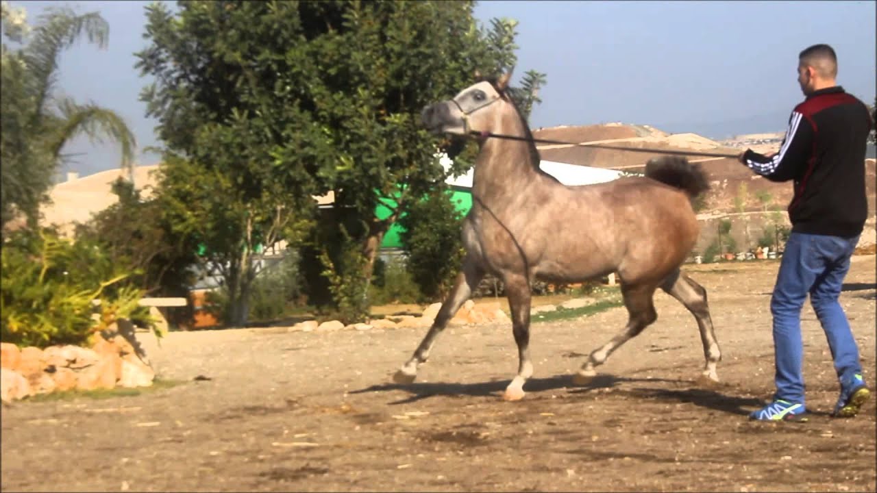 Katkot 《♤♡Perugino  &  Al takhreer♡♤》