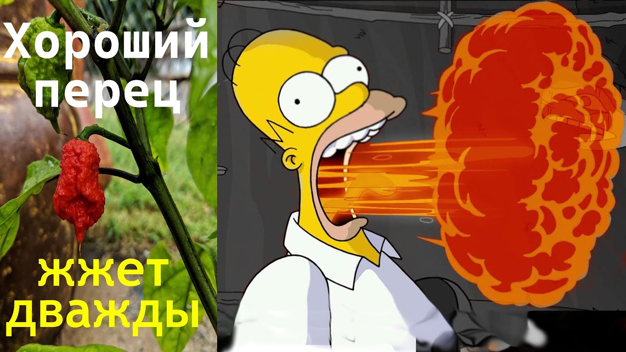 Каролина Риппер выращивание дома | Часть 1