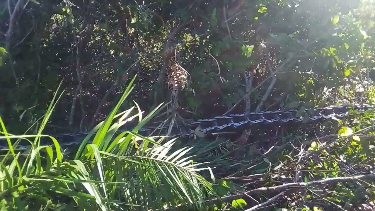 trator CBT puxando corentáo no cerrado