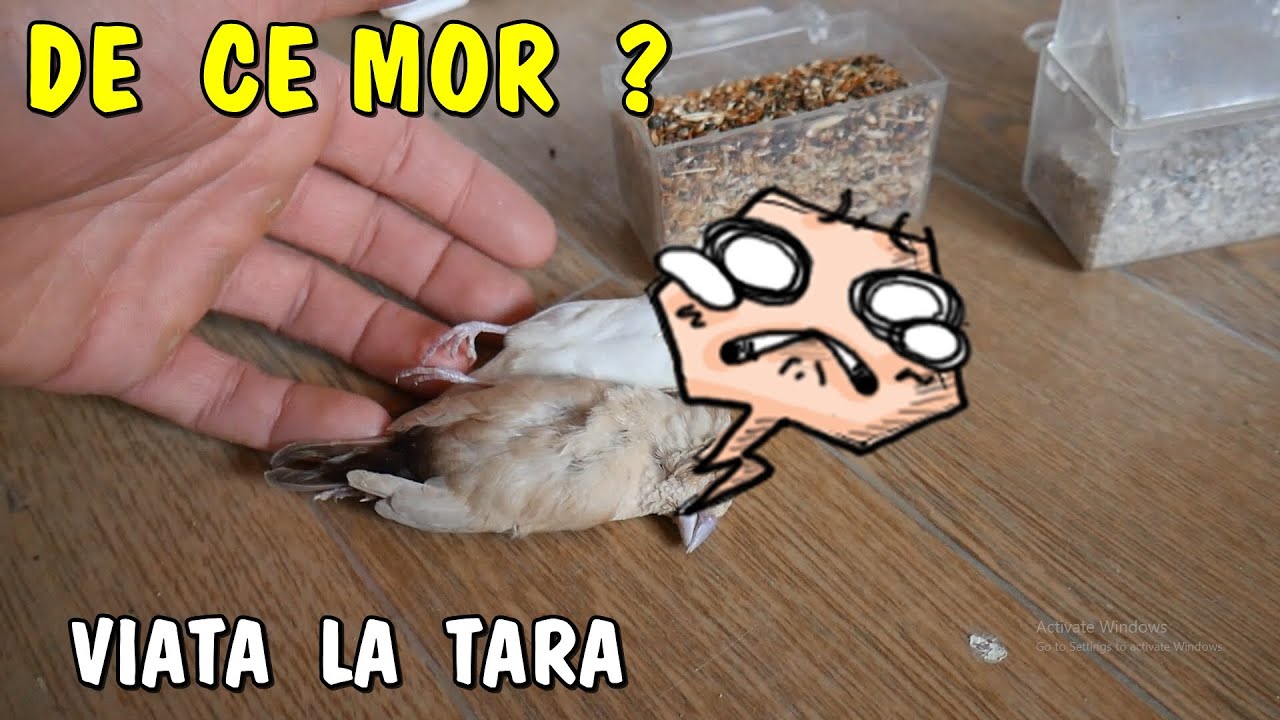 Viața la țară 😥 Au murit deja 3 păsărici si nu stiu ce să le mai fac.. care e problema?
