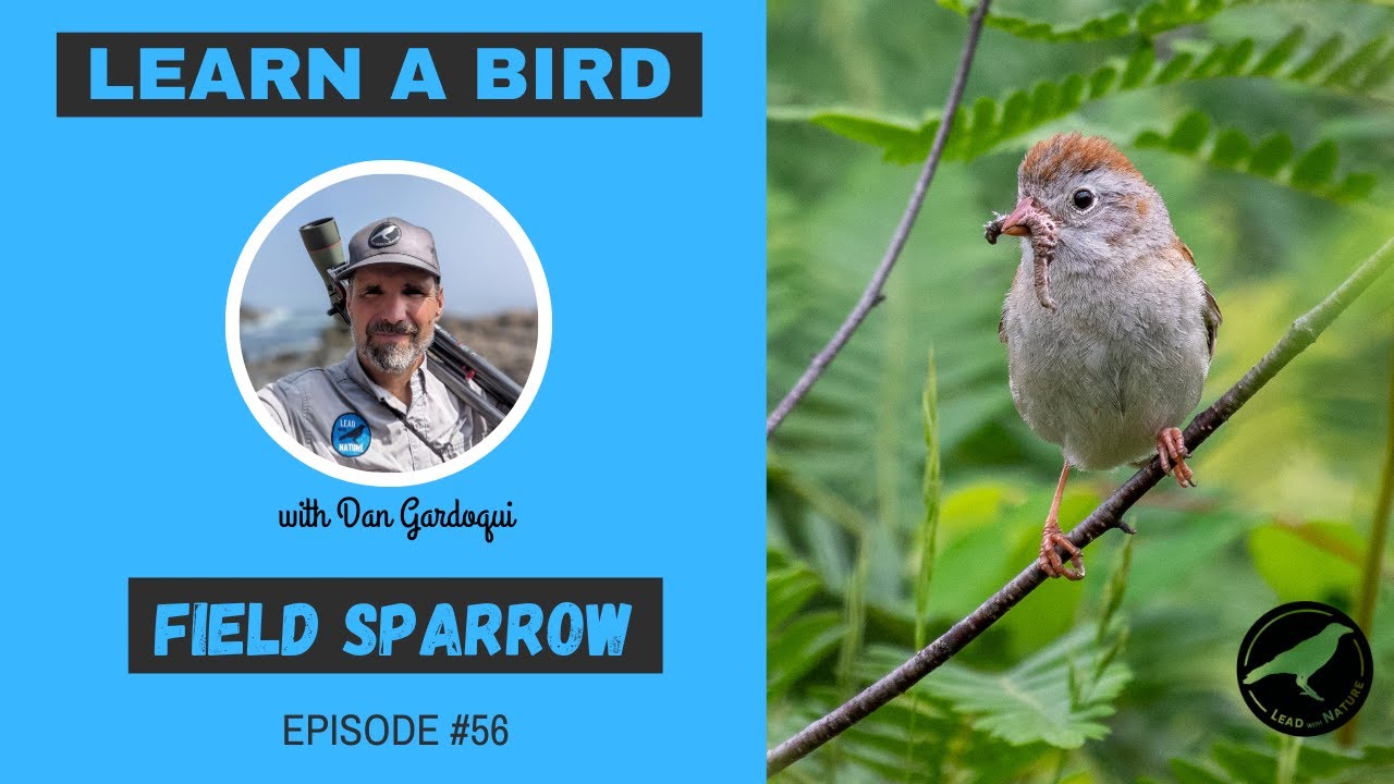 Field Sparrow - Learn a Bird - Episode #56