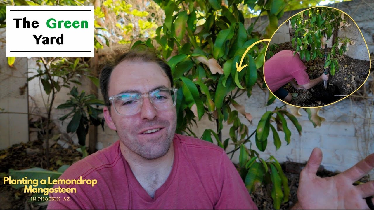 Planting a Lemon Drop Mangosteen Tree in Our Tropical Food Forest in Phoenix, AZ!