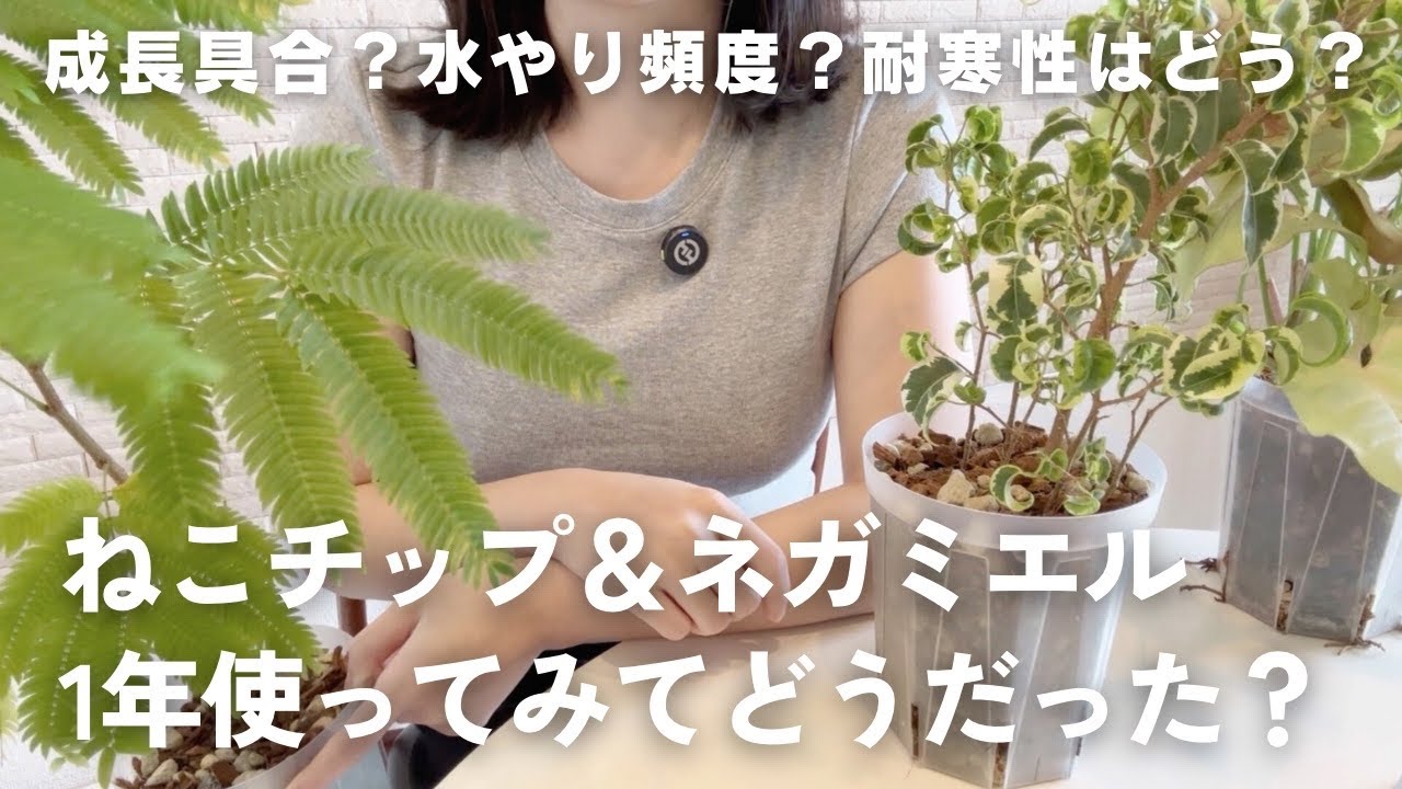 ねこチップとネガミエルに植え替えてから1年レビュー動画【観葉植物】