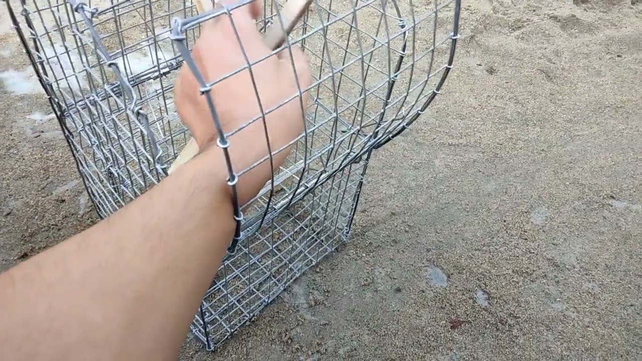alimokon trap testing