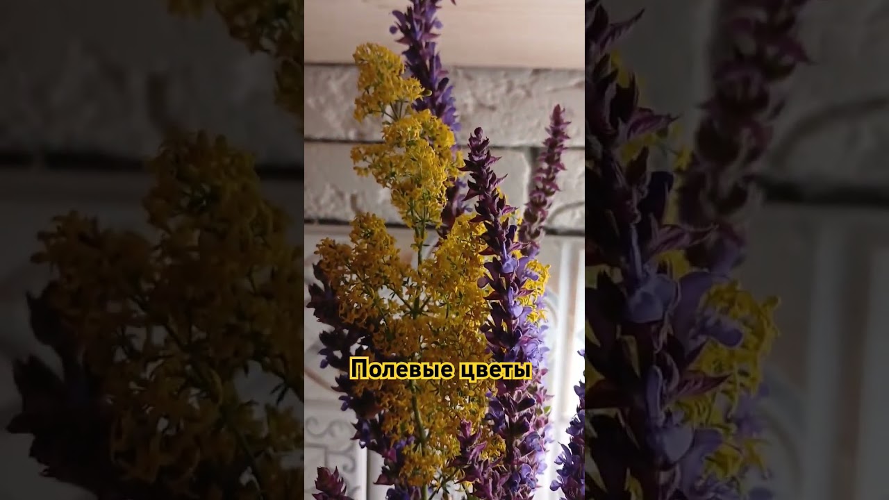 #цветы #популярное #полевыецветы #красота #сад #душа #flowers #зеленыймир