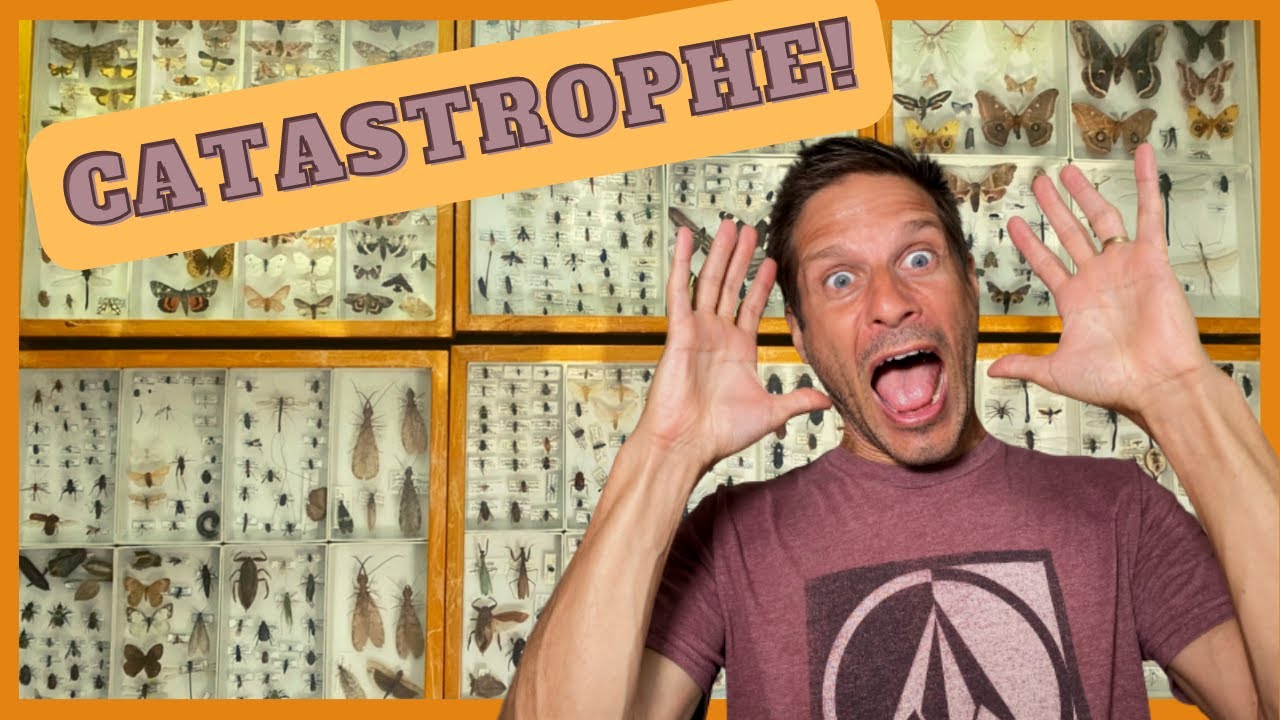 Les dermestes détruisent nos collections d'insectes!