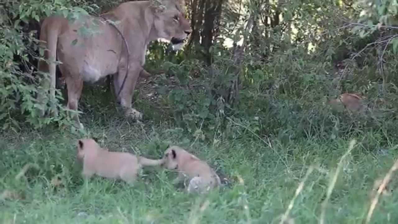 Lion Cubs 1 Month Old   Mara North Kenya
