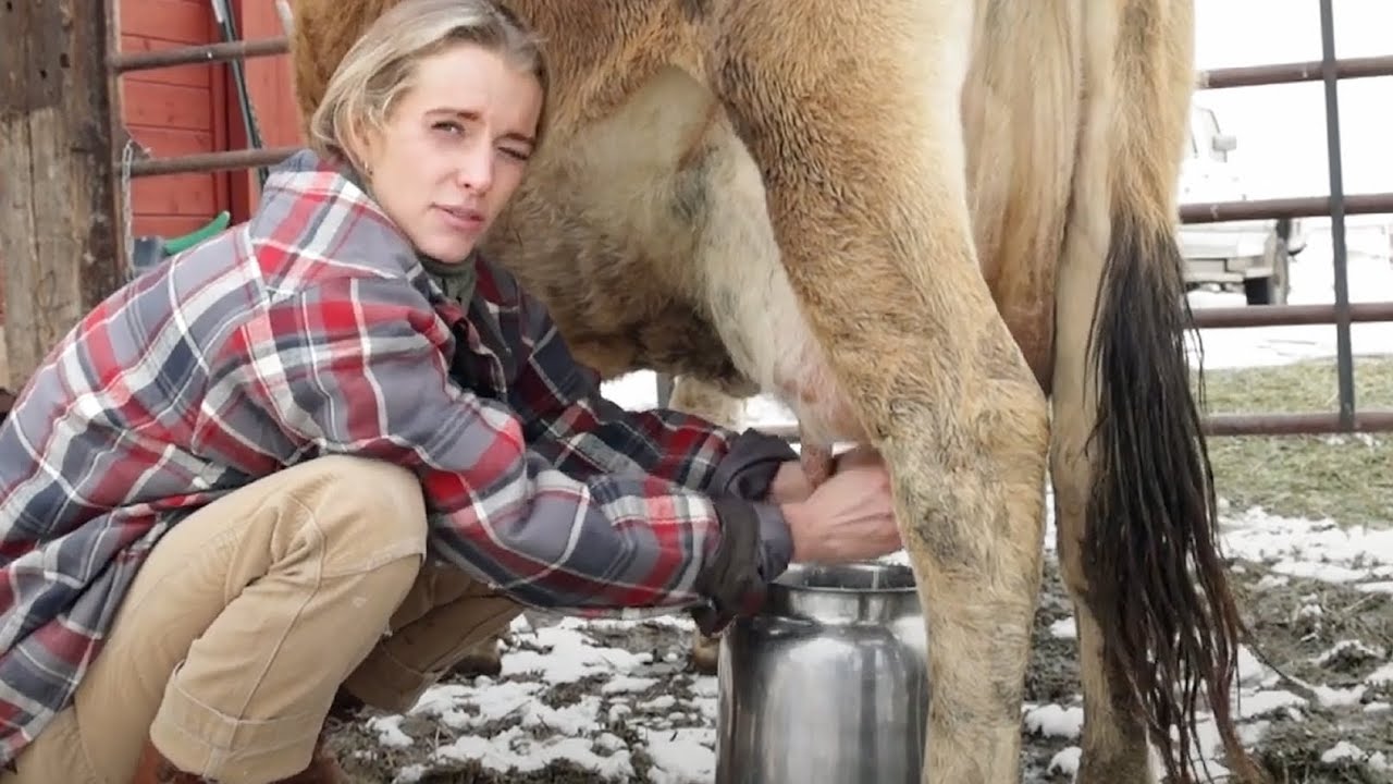 Доим Мисс Тюльпан, нашу семейную молочную корову