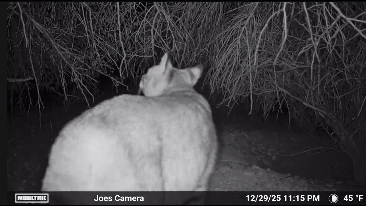 Tucson Trail Camera, January 2026