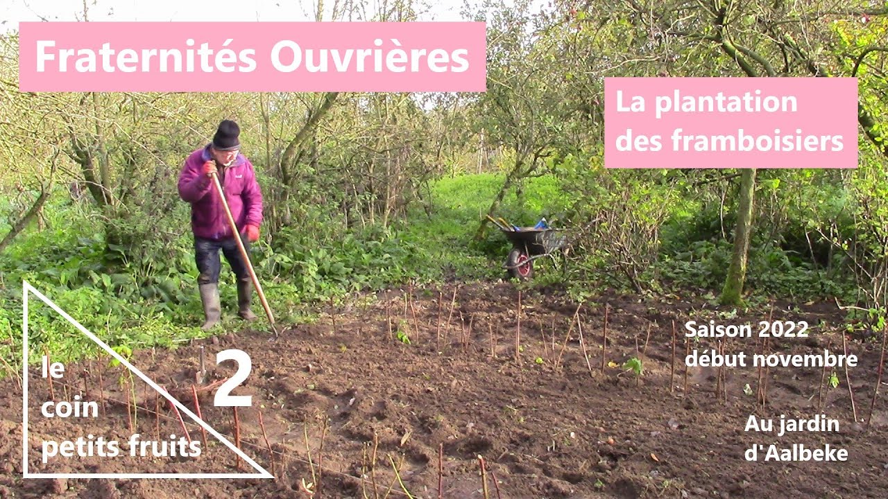 Fraternités Ouvrières - 11 2022 - La transplantation des framboisiers - au jardin d'Aalbeke