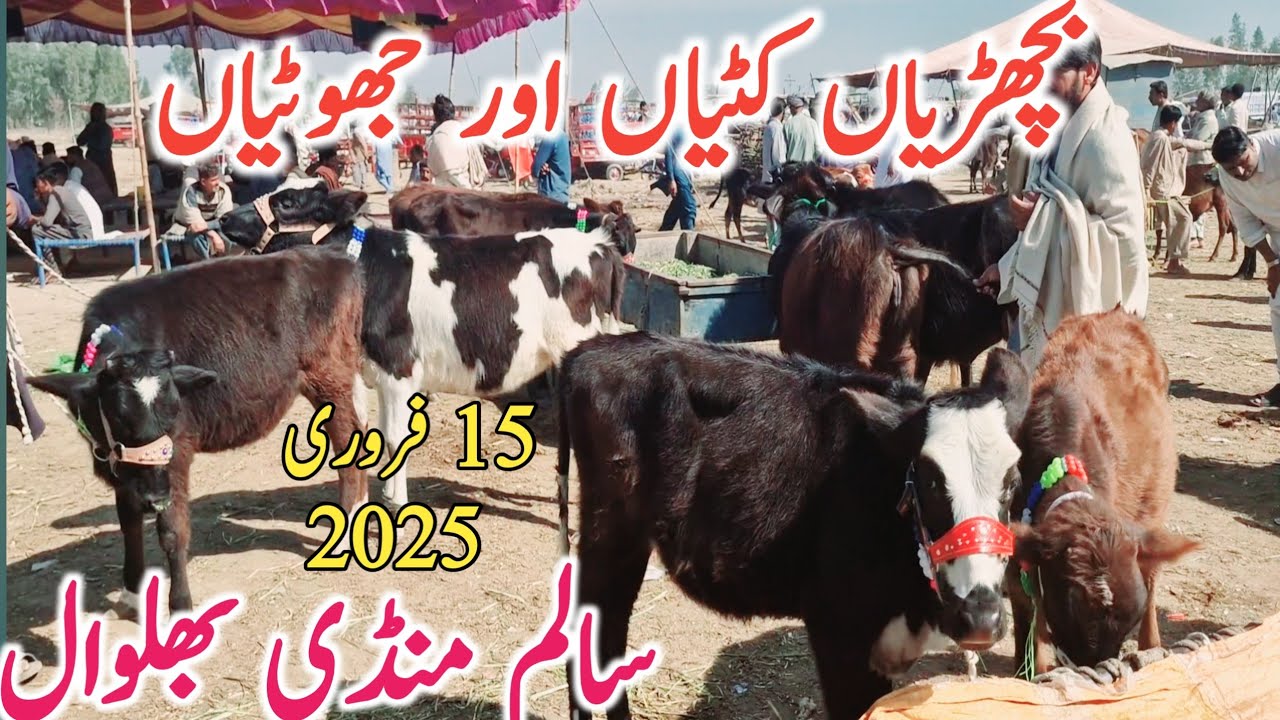 Holstien Friesian Hiefers | Kati Farming | Jhoti Farming | Salem Mandi Bhalwal || Mandi Star