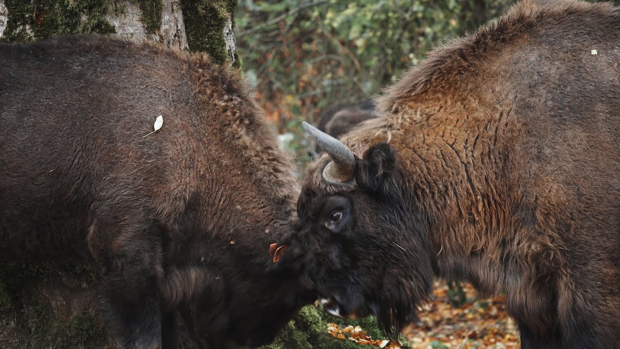 Fighting Extinction - From European Zoos to the Shahdag National Park