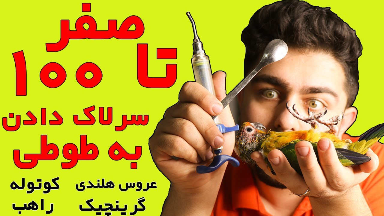 دیگه از تهیه طوطی سرلاکی نترس(بهترین روش)