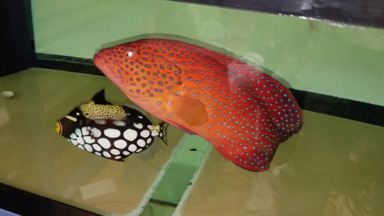 Miniatus Grouper $449 - Sumatra