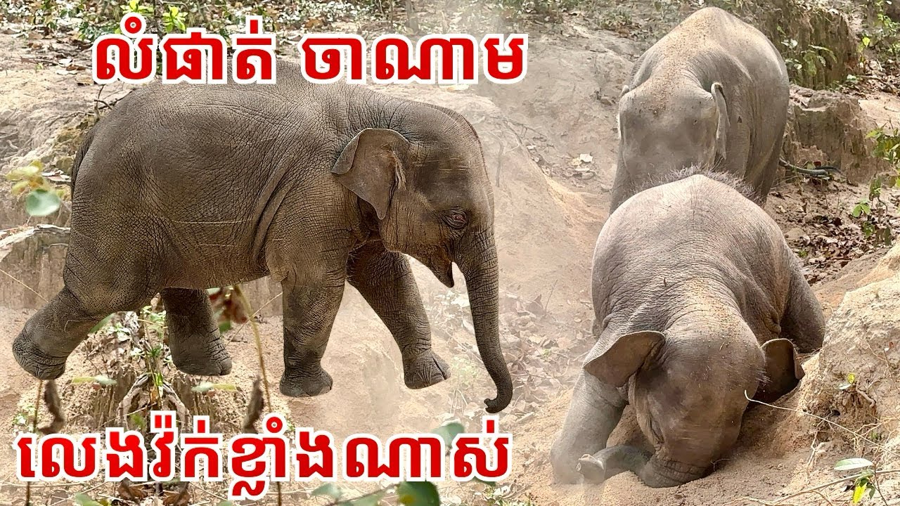 Happy Baby Elephants Running and Playing at Phnom Tamao Wildlife Rescue Center | Cambodia🇰🇭
