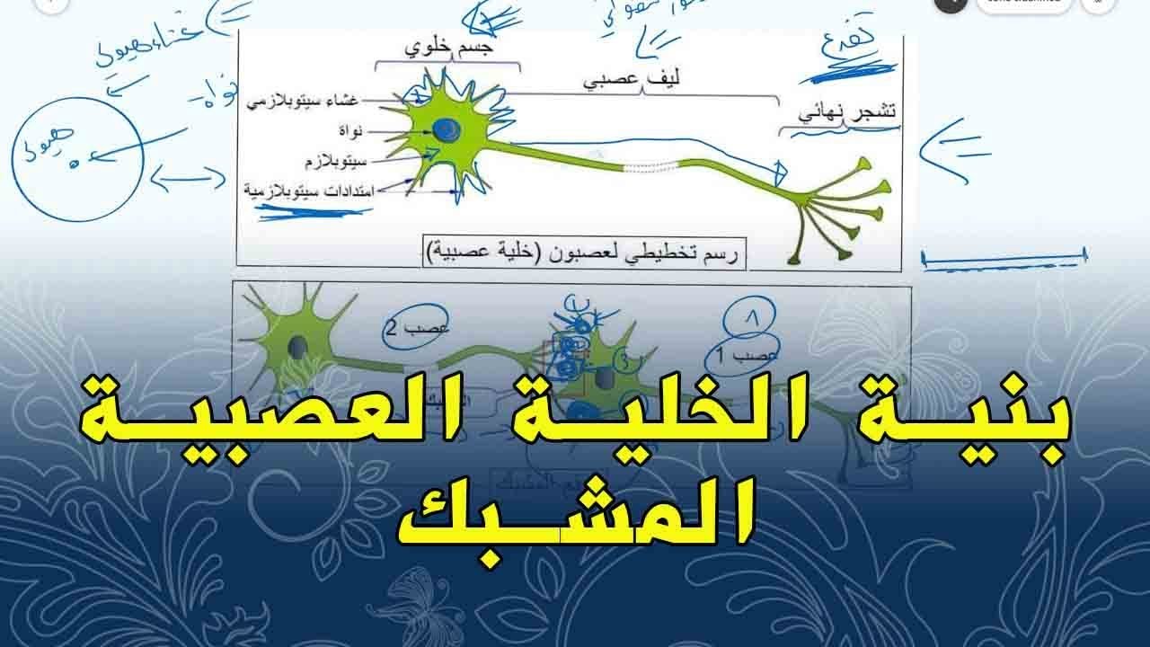 علوم طبيعية السنة الرابعة متوسط بنية المشبك و  الخلية العصبية  كمون الراحة وكمون العمل