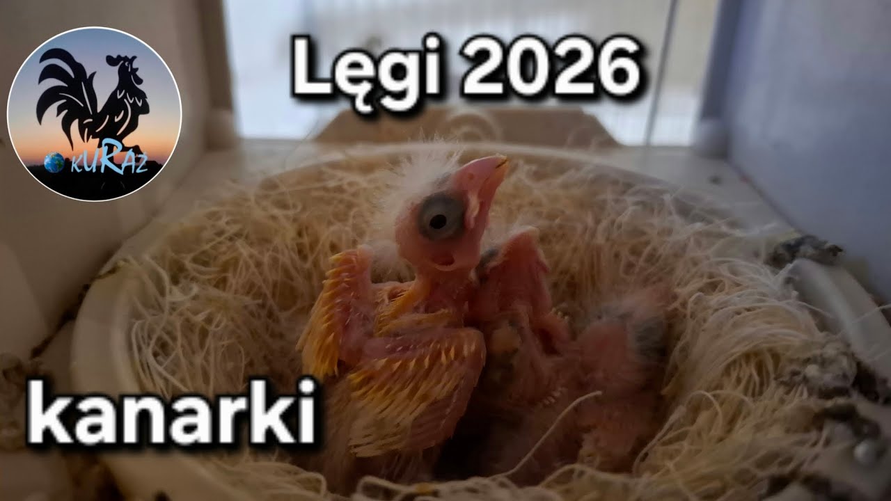 Kanarki i gołąbki diamentowe  - Lęgi 2026 * 11.03.2026 #canary 