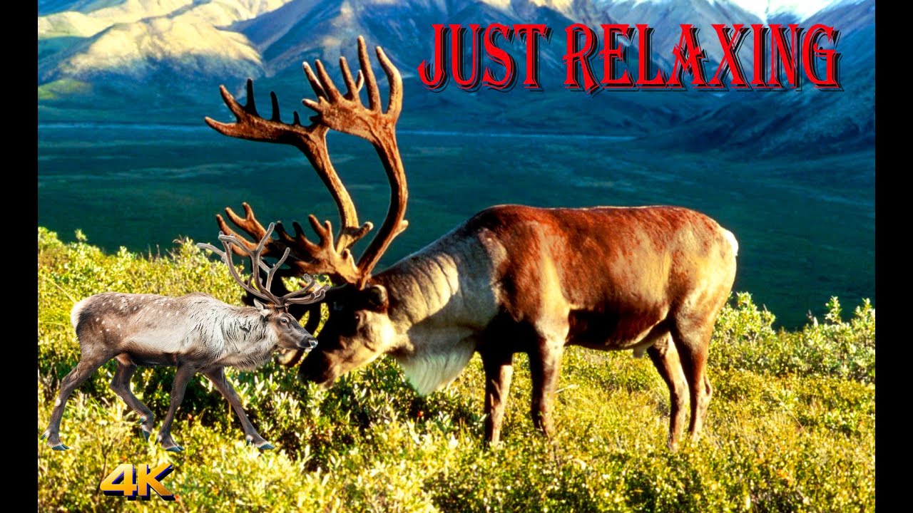 JUST RELAXING - BAMBY