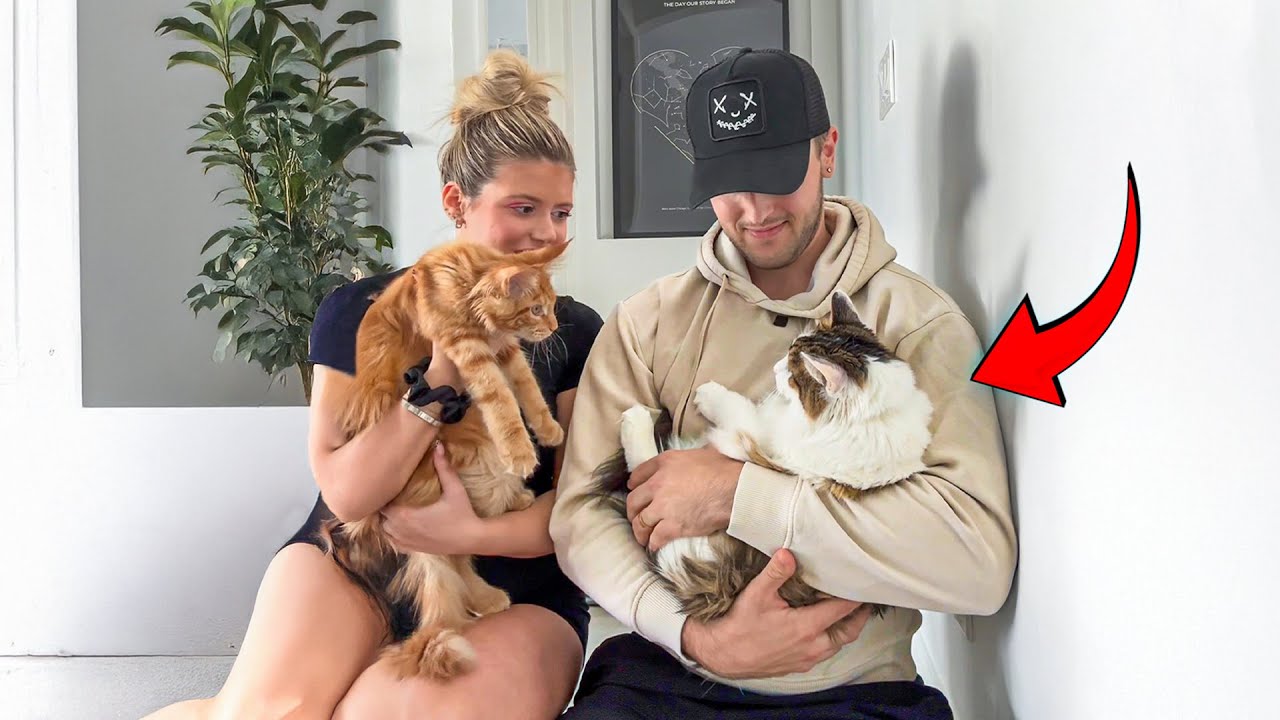 Winnie meets our other cats for the first time..