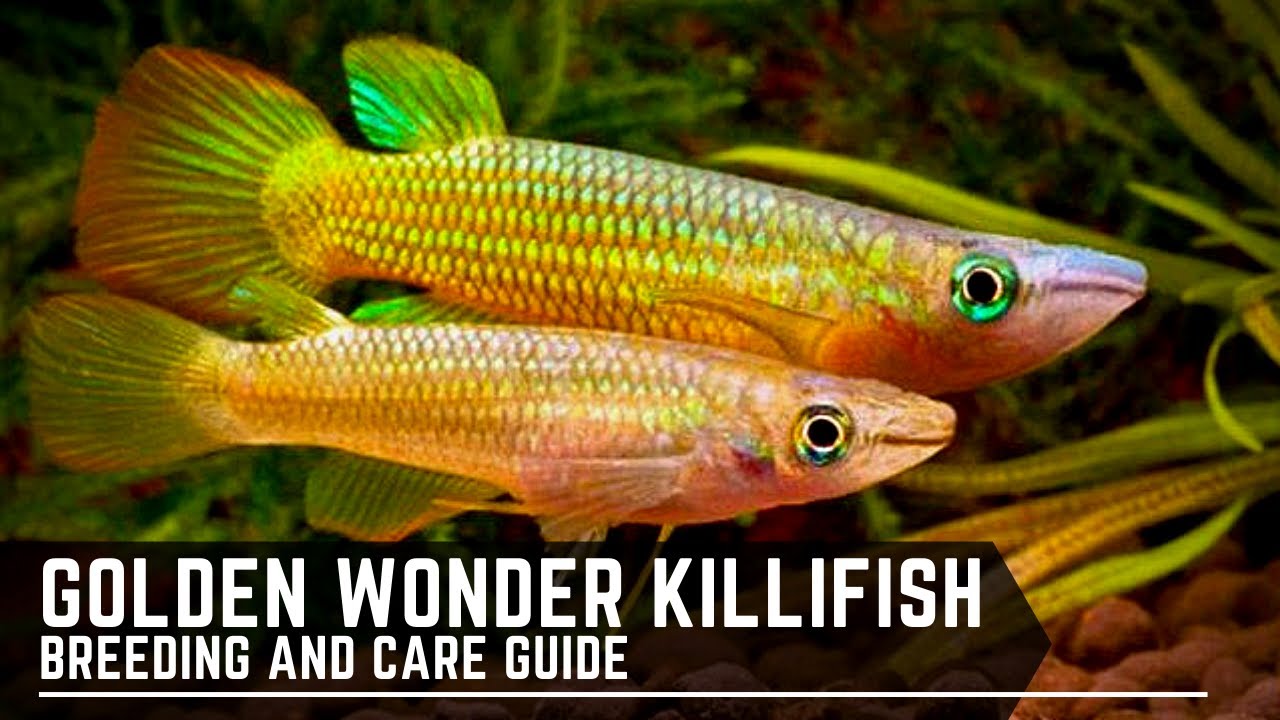 Golden Wonder Panchax / Killifish - Breeding and Care Guide