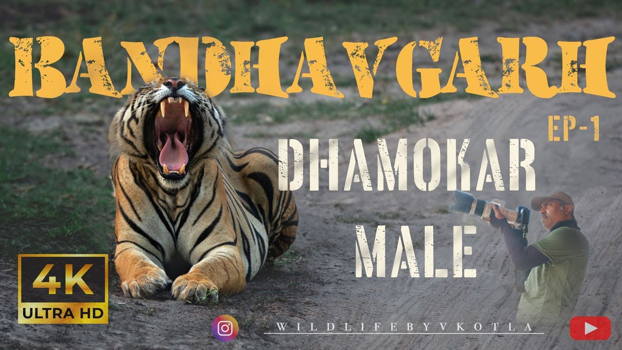 Bandhavgarh Tigers | Dhamokar Male | Episode-1 | Wildlife By VKotla