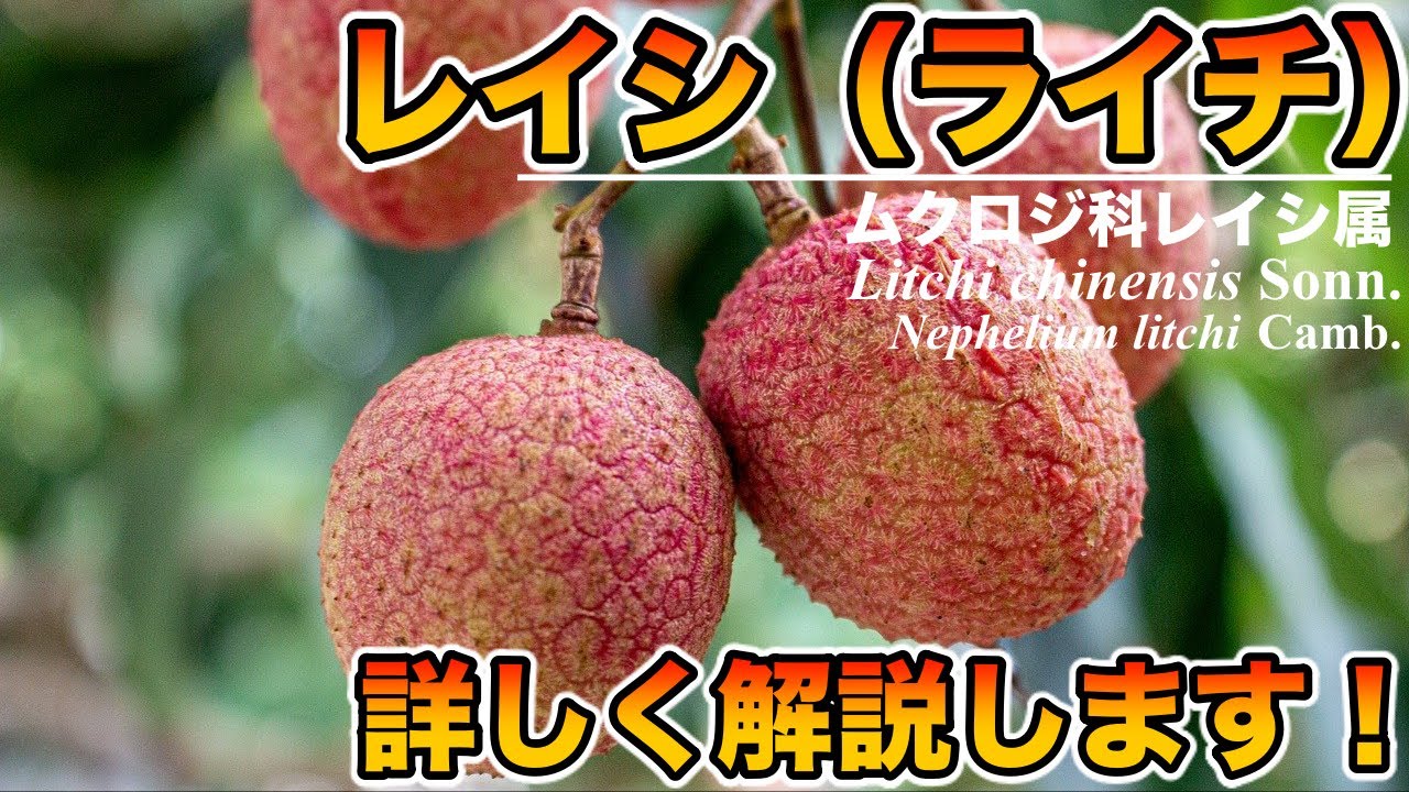 レイシ（ライチ）の基本的なこと，生理学的側面，栽培方法について！