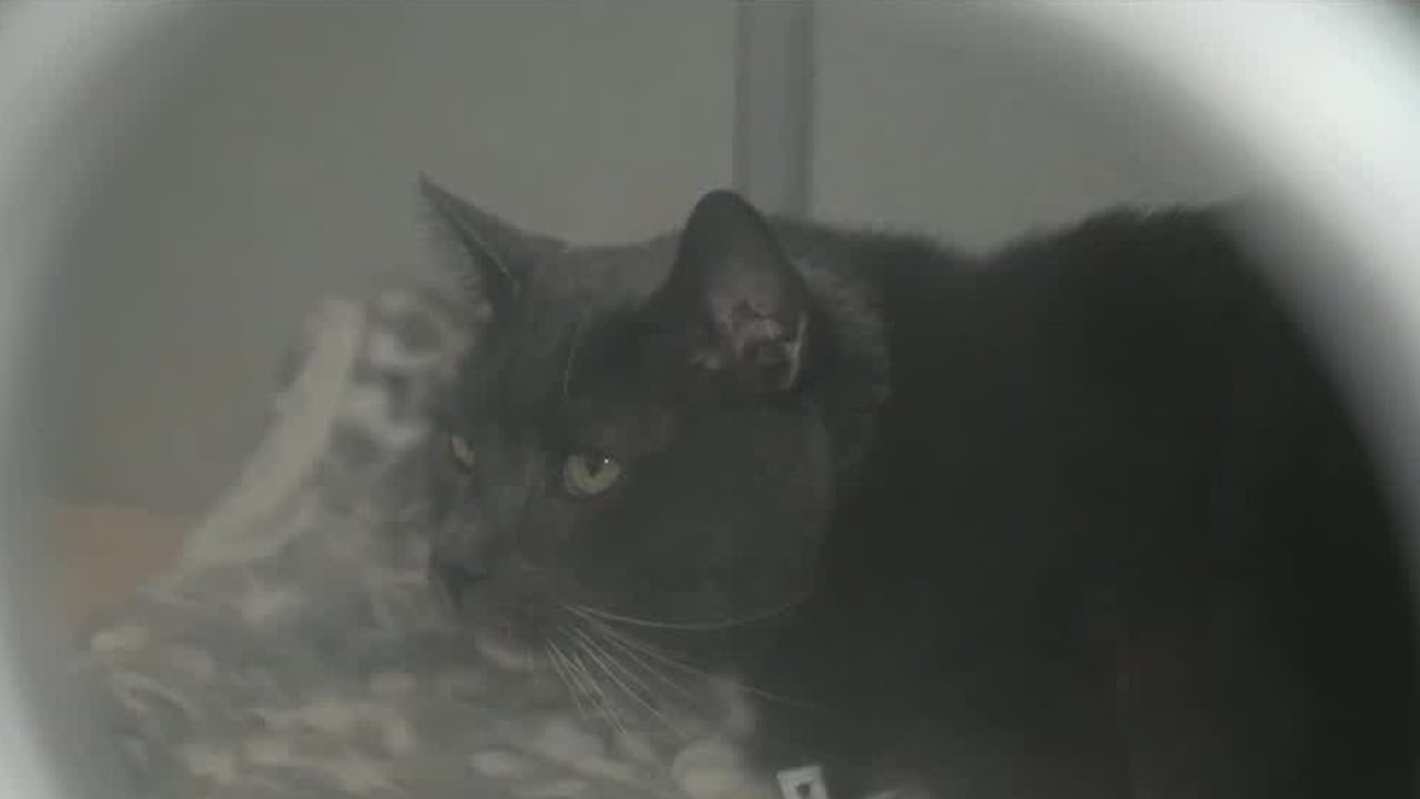 Metro Atlanta pet emergency room sees more patients as ice storm intensifies