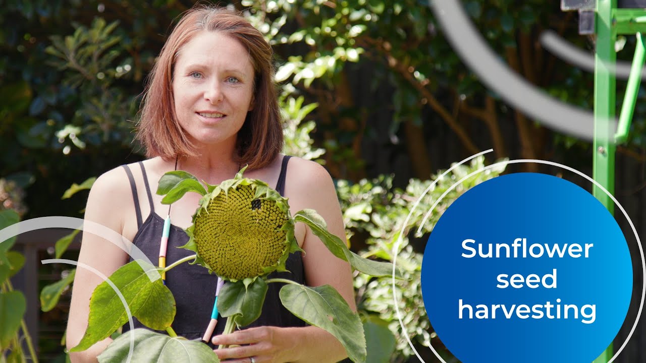 Harvest sunflower seeds in three easy steps!