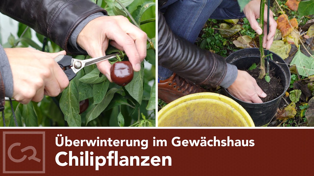 Chilipflanzen im Gewächshaus überwintern 🌶️🌿❄️