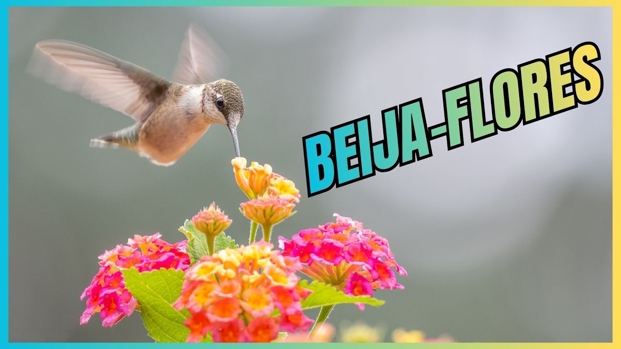 BEIJA-FLORES, bailarinos da natureza #freebirds #beijaflor