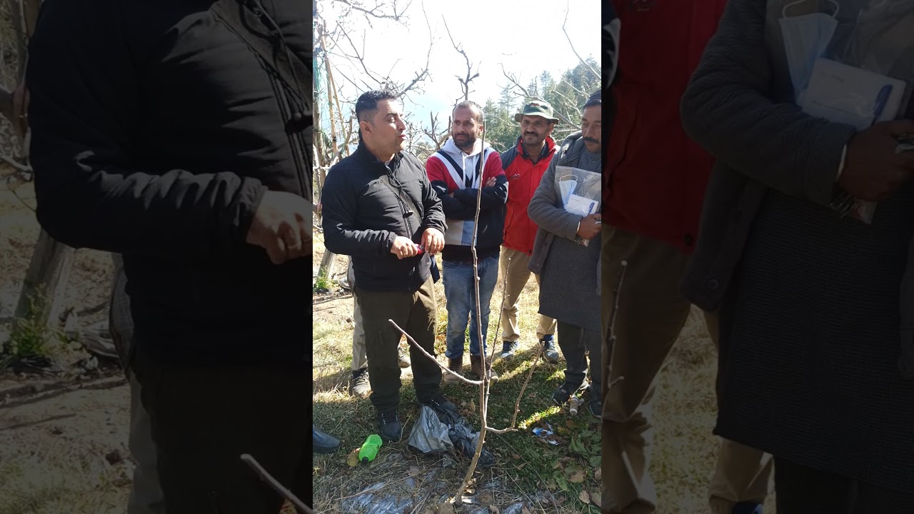 Mohit Dharmaik pruning session part 5 by #new apple farming! 2021
