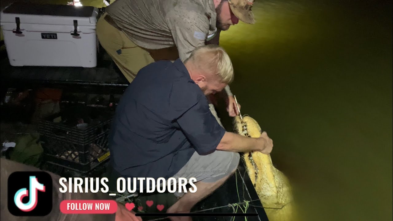 Bowfishing alligators.
