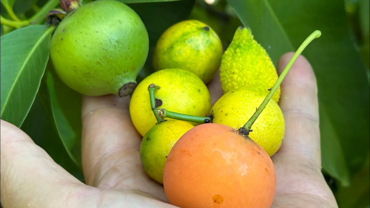 Taste Comparison 6 Garcinia Species | 6/17/24