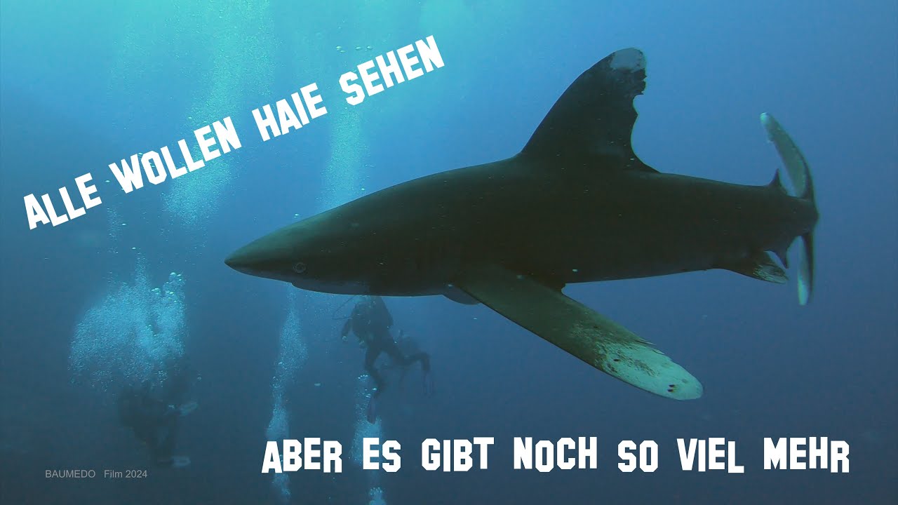 Ägypten, Rotes Meer, Tauchsafari 2024 mit der Golden Dolphin III