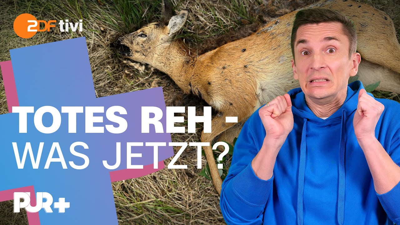Totes Tier im Wald – die Aasfresser kommen! | PUR+