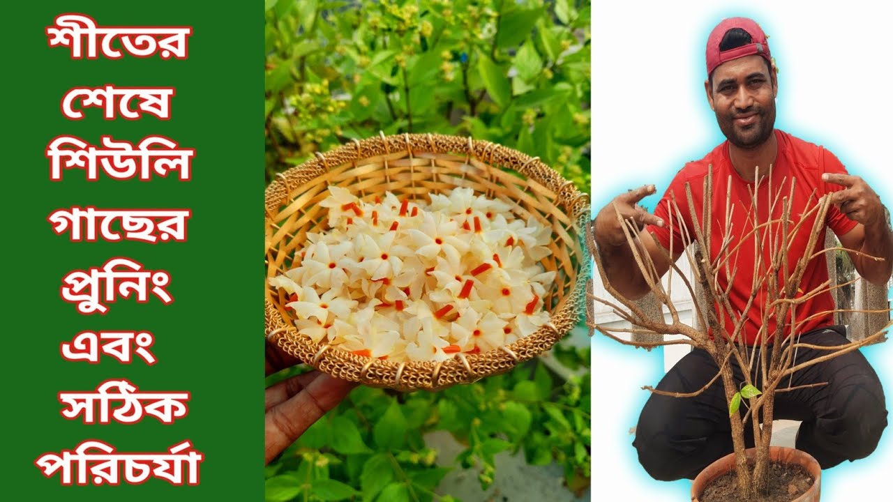 শিউলি গাছের শেকড় ও ডাল কাটিং এর সঠিক সময় ও পদ্ধতি // How to root , stem  cutting of night jesmin .